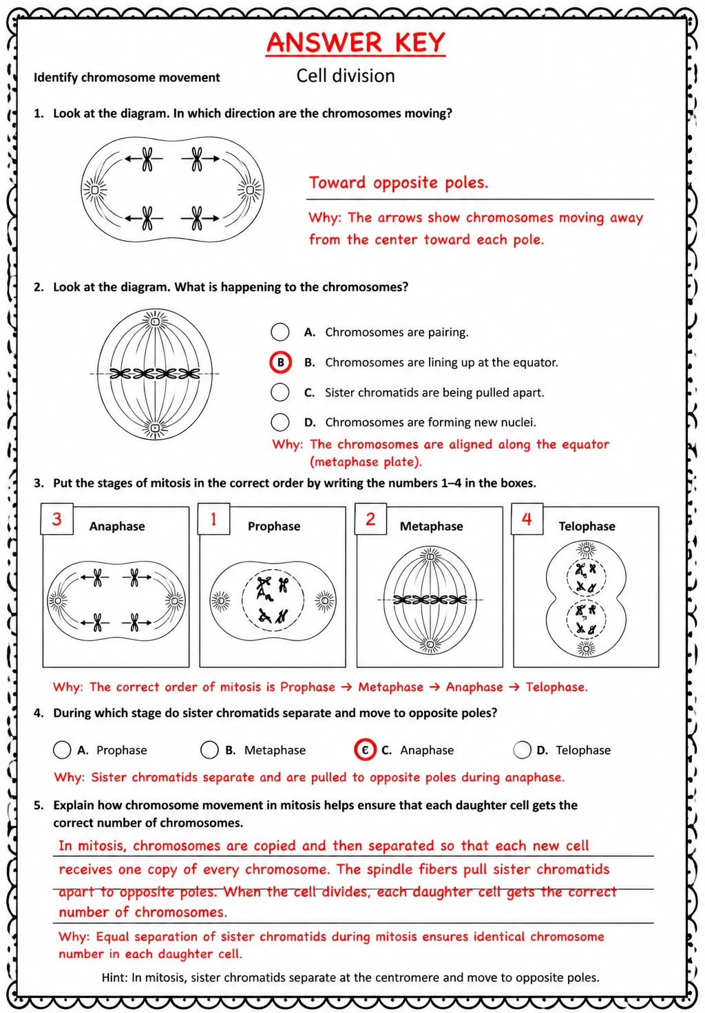 Answer key for Identify chromosome movement — free printable Science worksheet