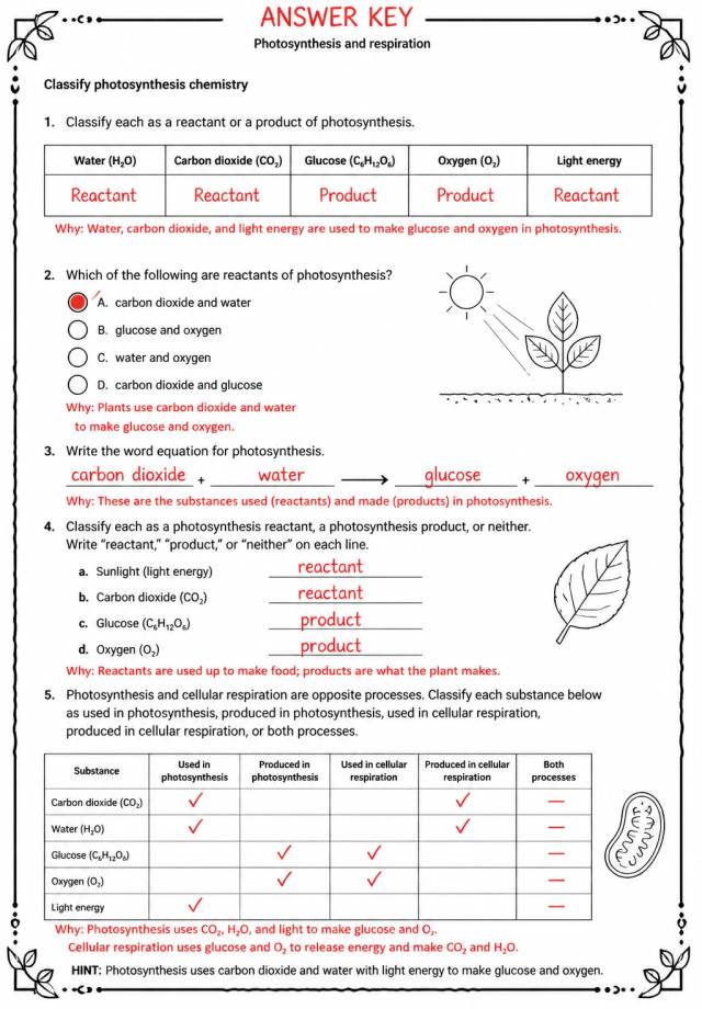 Answer key for Classify photosynthesis chemistry — free printable Science worksheet