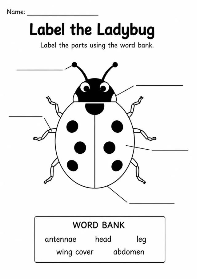 Ladybug label the diagram worksheet for Grade 1