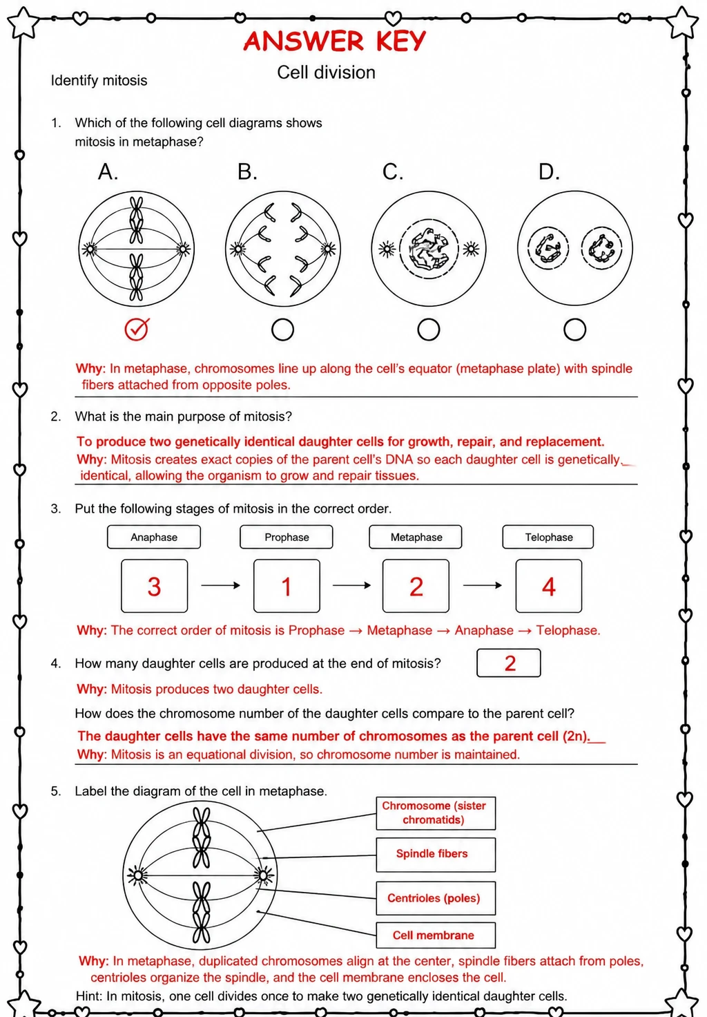 Answer key for Identify mitosis — free printable Science worksheet