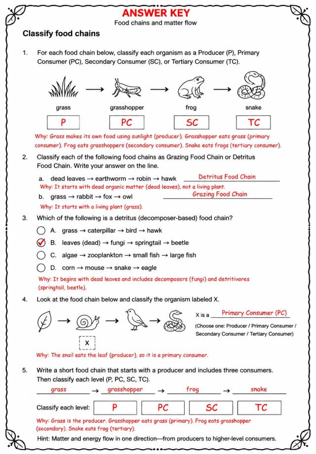 Answer key for Classify food chains — free printable Science worksheet