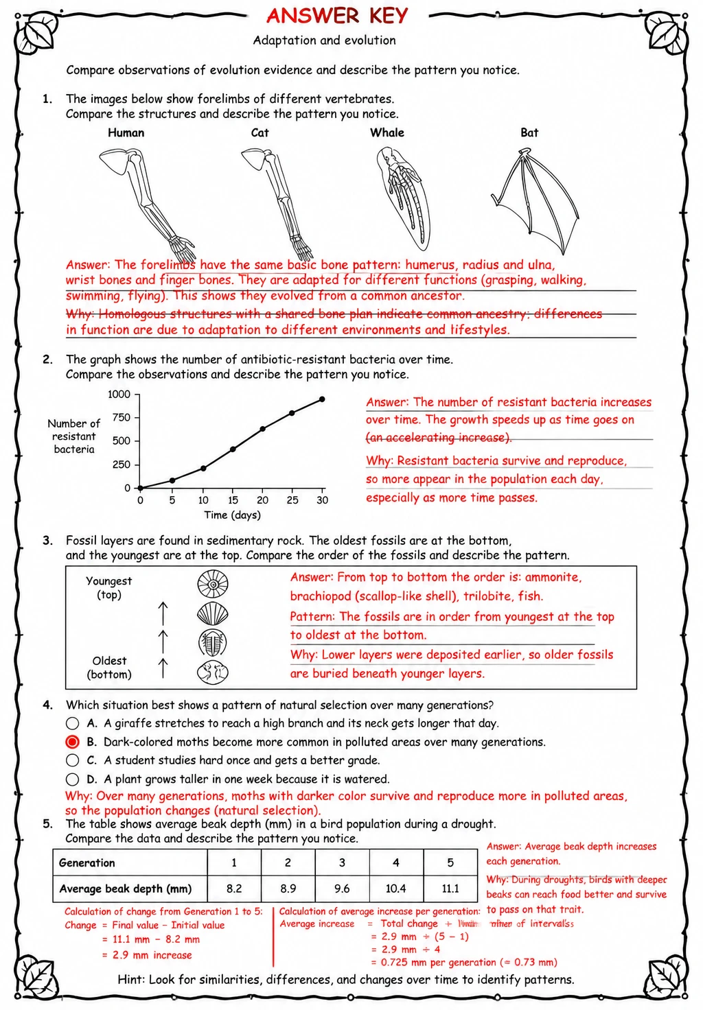 Answer key for Compare observations of evolution evidence and describe the pattern you notice — free printable Science worksheet