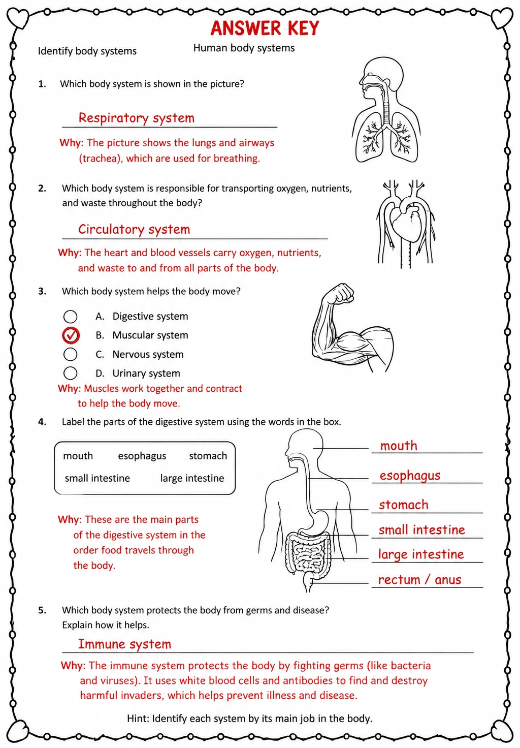 Answer key for Identify body systems — free printable Science worksheet