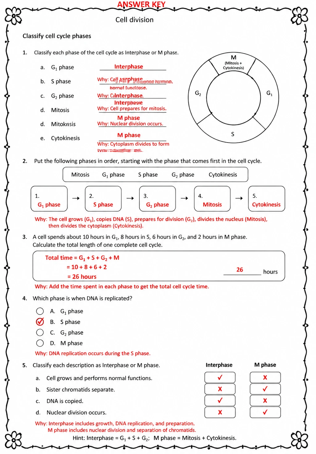 Answer key for Classify cell cycle phases — free printable Science worksheet