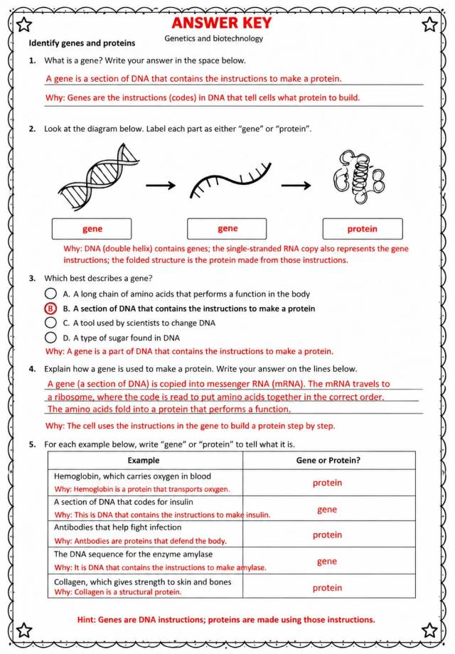 Answer key for Identify genes and proteins — free printable Science worksheet