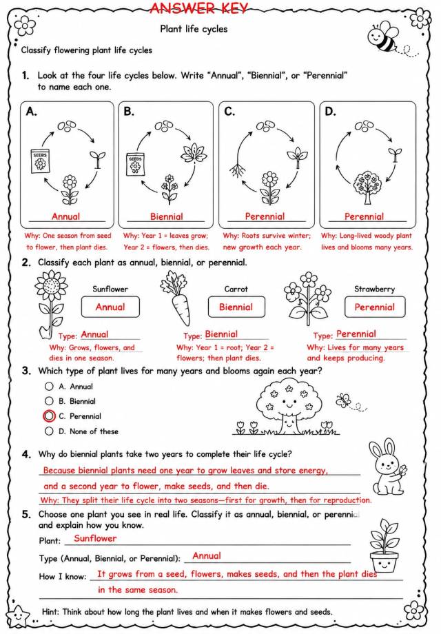 Answer key for Classify flowering plant life cycles — free printable Science worksheet