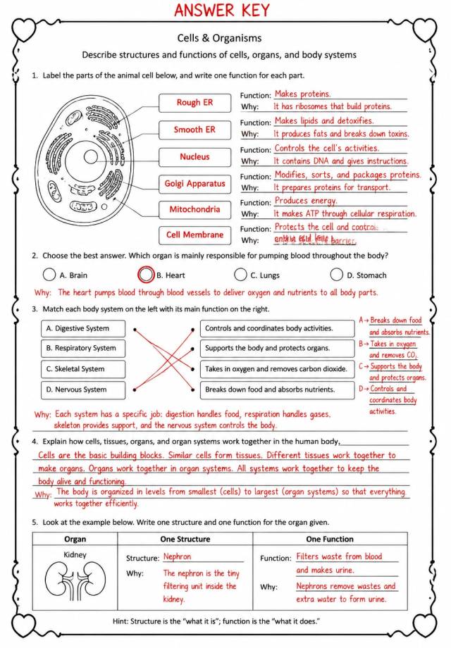 Answer key for Describe structures and functions of cells, organs, and body systems — free printable Science worksheet