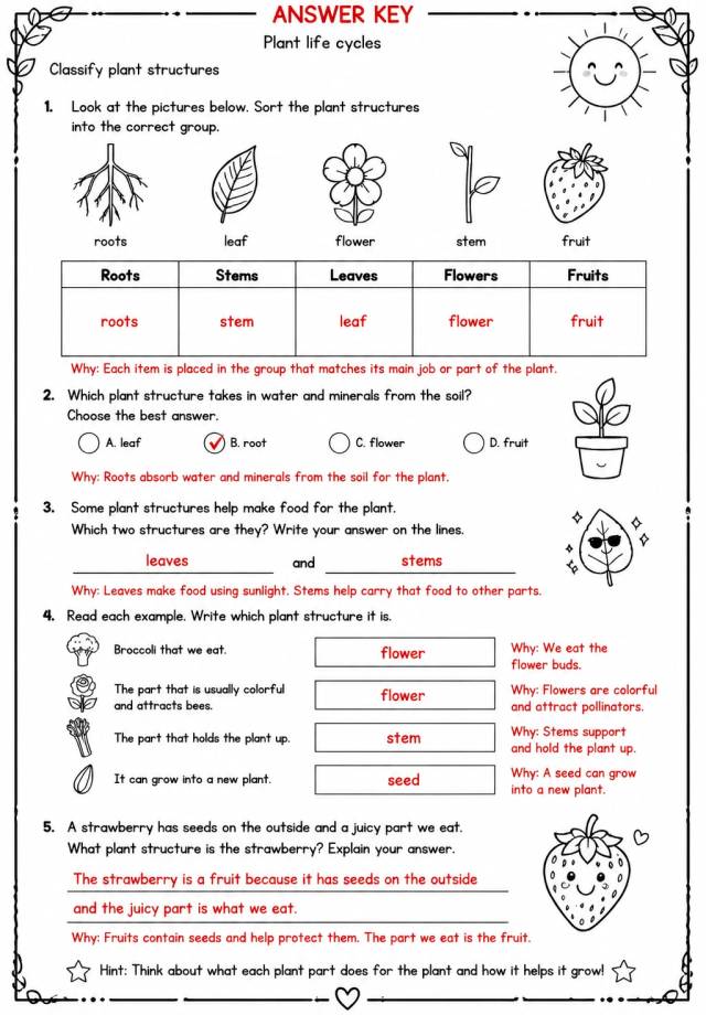 Answer key for Classify plant structures — free printable Science worksheet