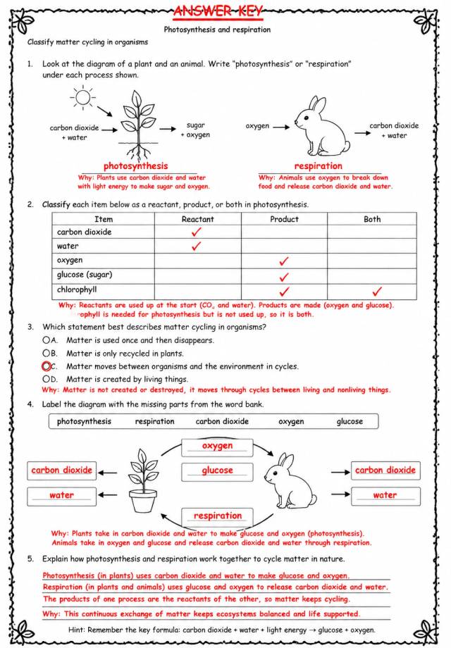 Answer key for Classify matter cycling in organisms — free printable Science worksheet