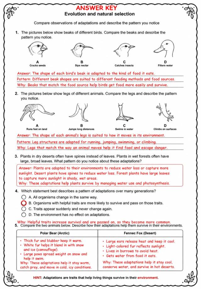 Answer key for Compare observations of adaptations and describe the pattern you notice — free printable Science worksheet