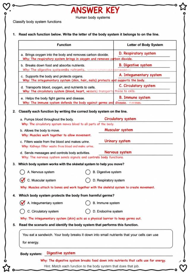 Answer key for Classify body system functions — free printable Science worksheet