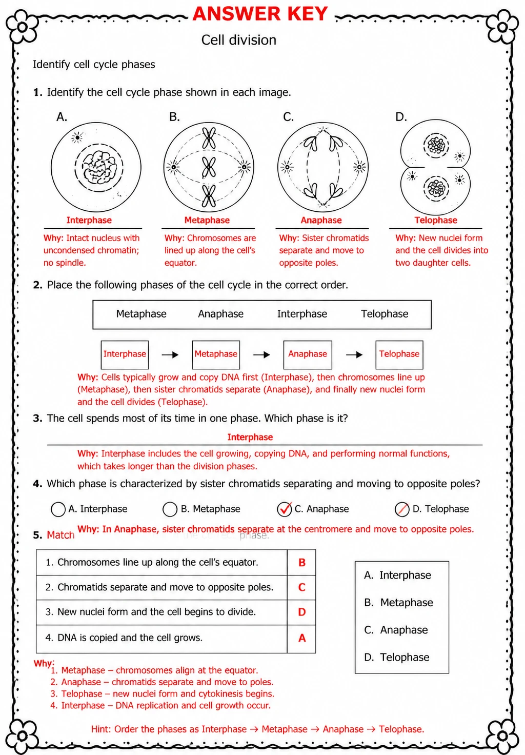 Answer key for Identify cell cycle phases — free printable Science worksheet