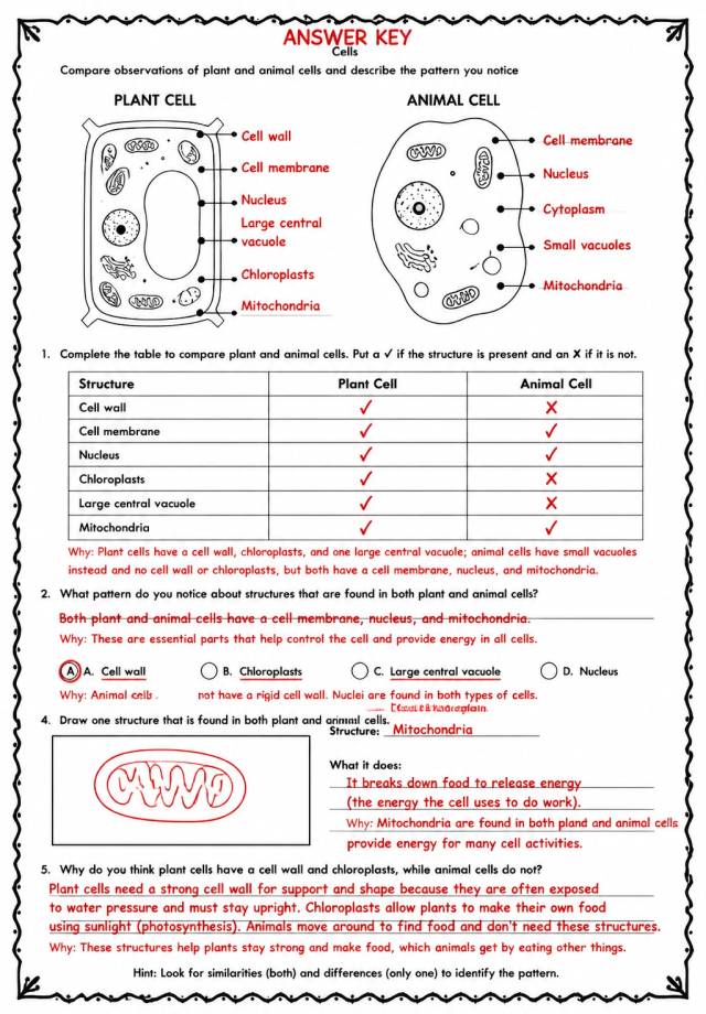 Answer key for Compare observations of plant and animal cells and describe the pattern you notice — free printable Science worksheet