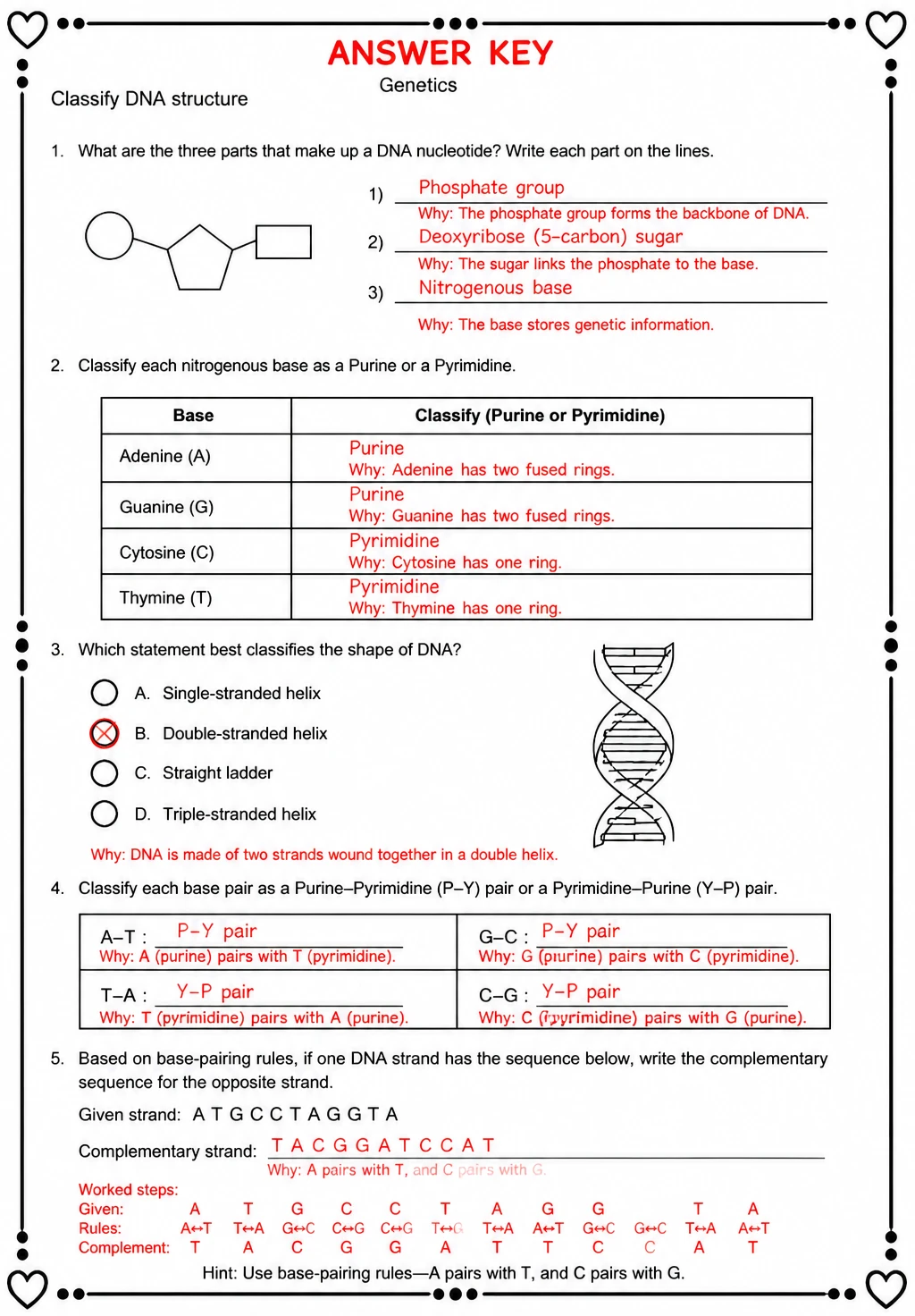Answer key for Classify DNA structure — free printable Science worksheet