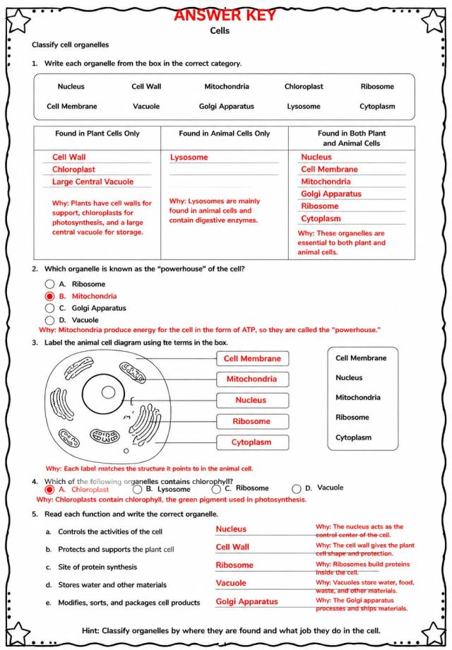 Answer key for Classify cell organelles — free printable Science worksheet