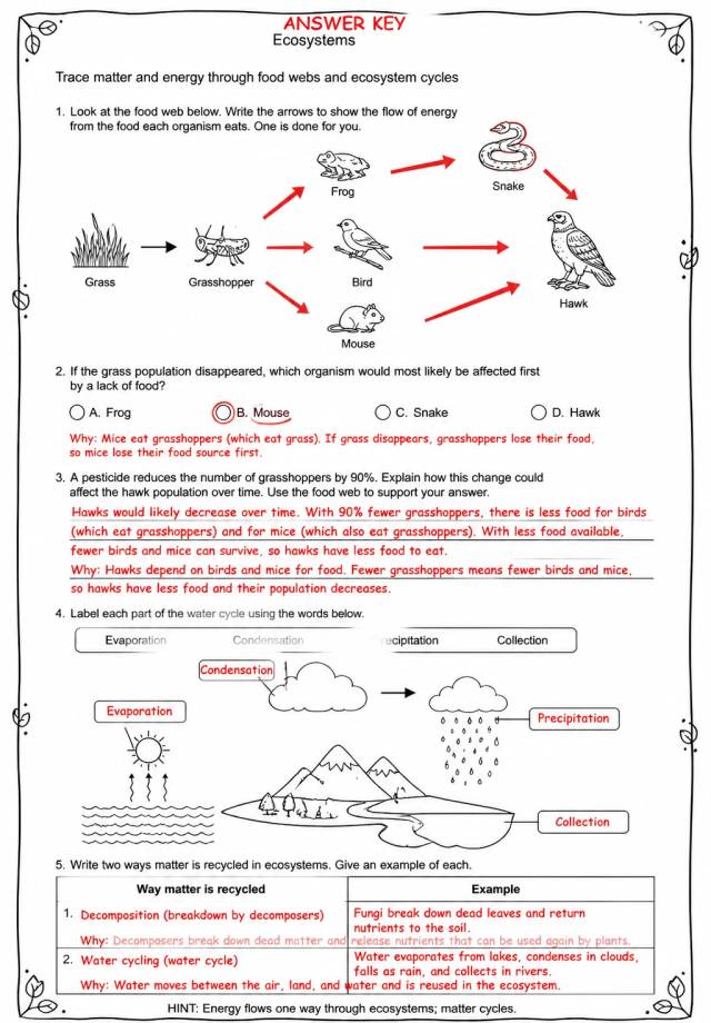Answer key for Trace matter and energy through food webs and ecosystem cycles — free printable Science worksheet