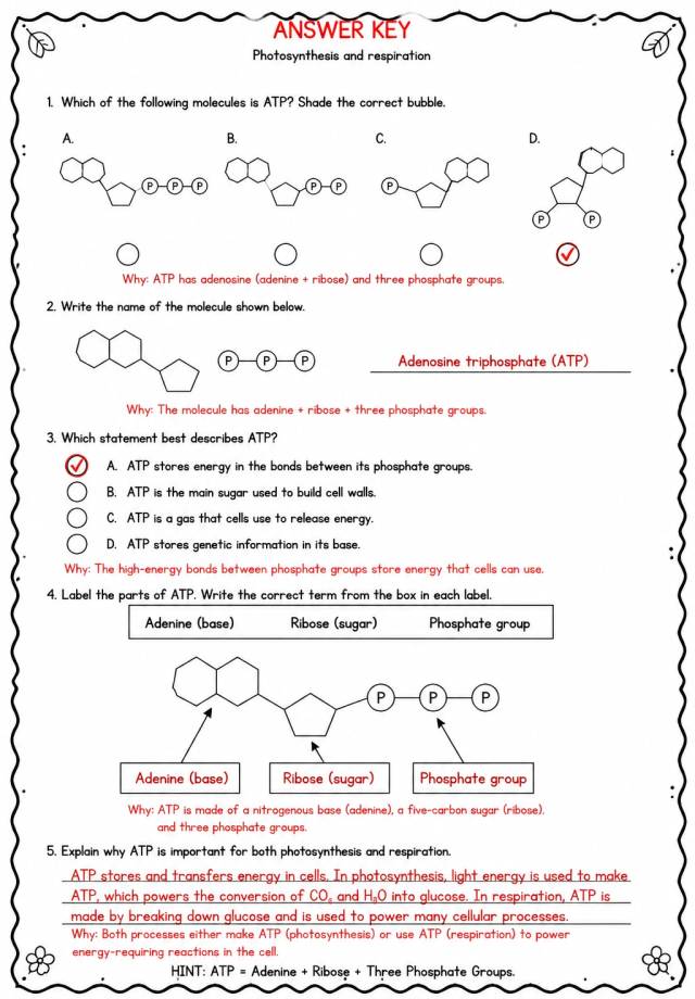 Answer key for Identify ATP — free printable Science worksheet