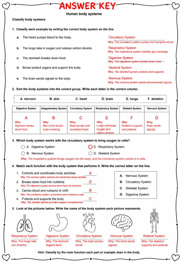 Answer key for Classify body systems — free printable Science worksheet