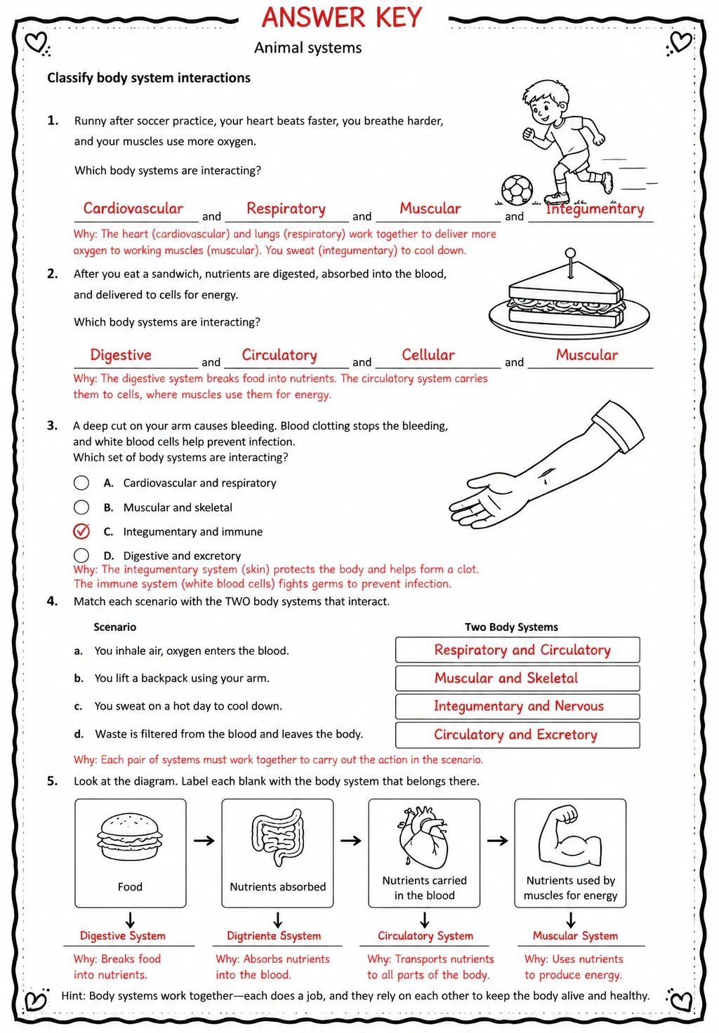 Answer key for Classify body system interactions — free printable Science worksheet