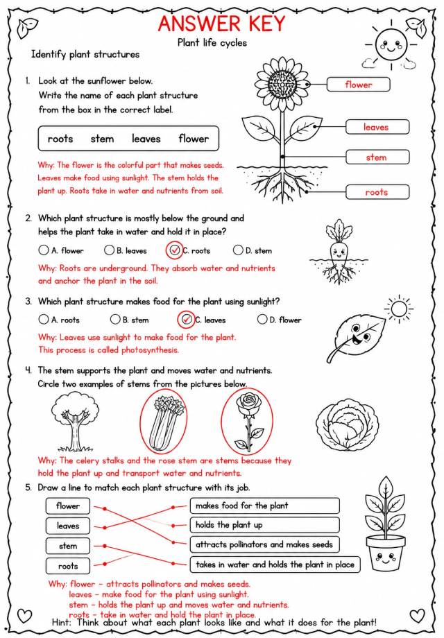 Answer key for Identify plant structures — free printable Science worksheet