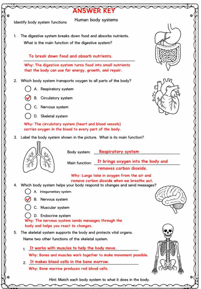 Answer key for Identify body system functions — free printable Science worksheet