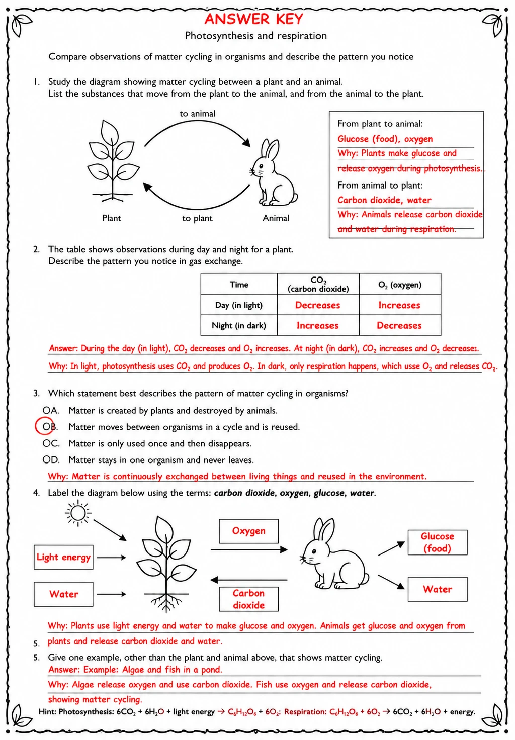 Answer key for Compare observations of matter cycling in organisms and describe the pattern you notice — free printable Science worksheet