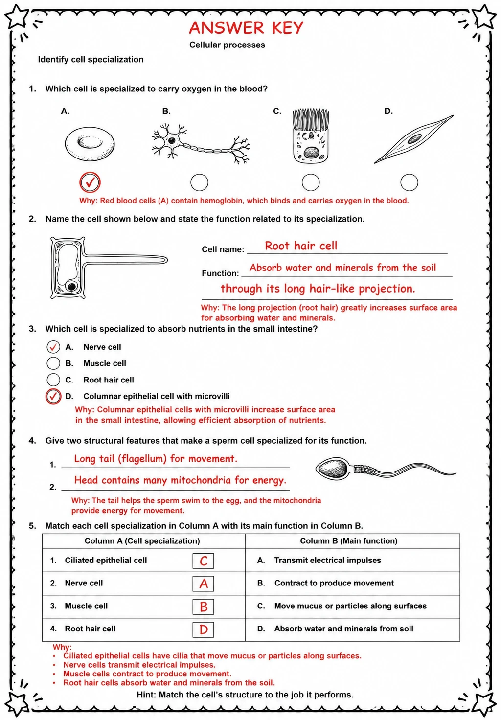 Answer key for Identify cell specialization — free printable Science worksheet