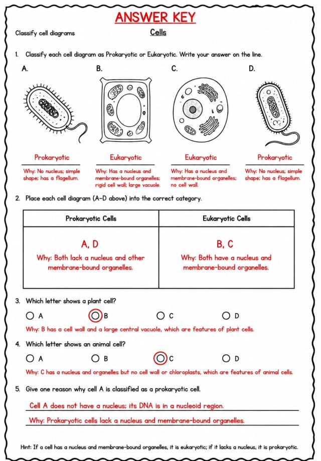 Answer key for Classify cell diagrams — free printable Science worksheet
