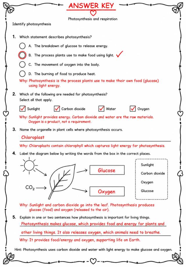 Answer key for Identify photosynthesis — free printable Science worksheet