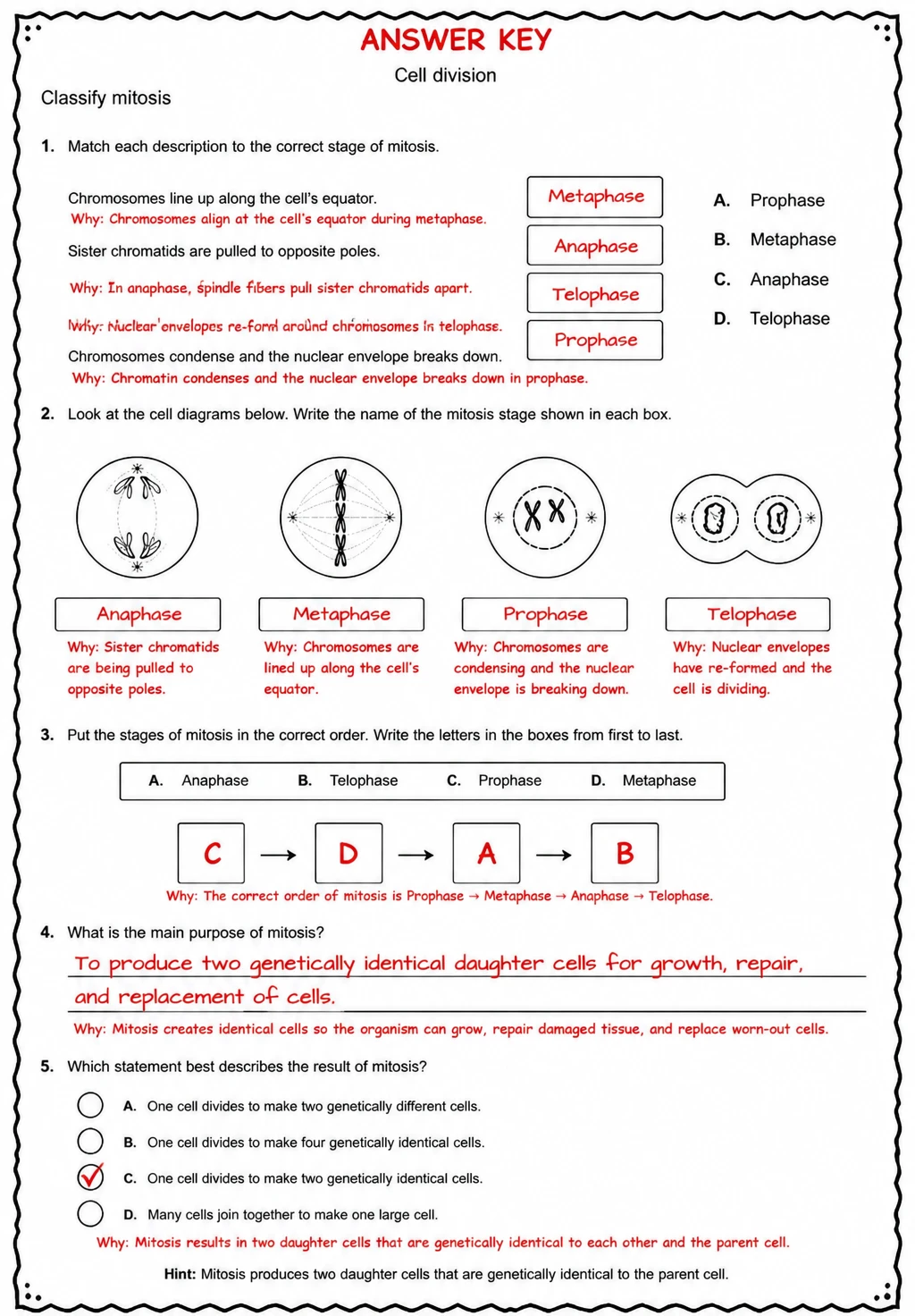 Answer key for Classify mitosis — free printable Science worksheet