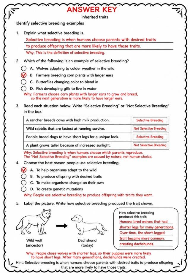 Answer key for Identify selective breeding examples — free printable Science worksheet