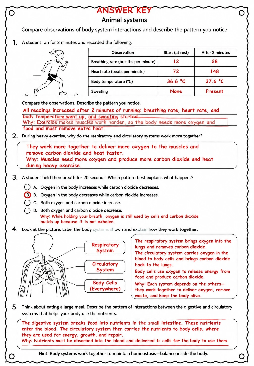 Answer key for Compare observations of body system interactions and describe the pattern you notice — free printable Science worksheet