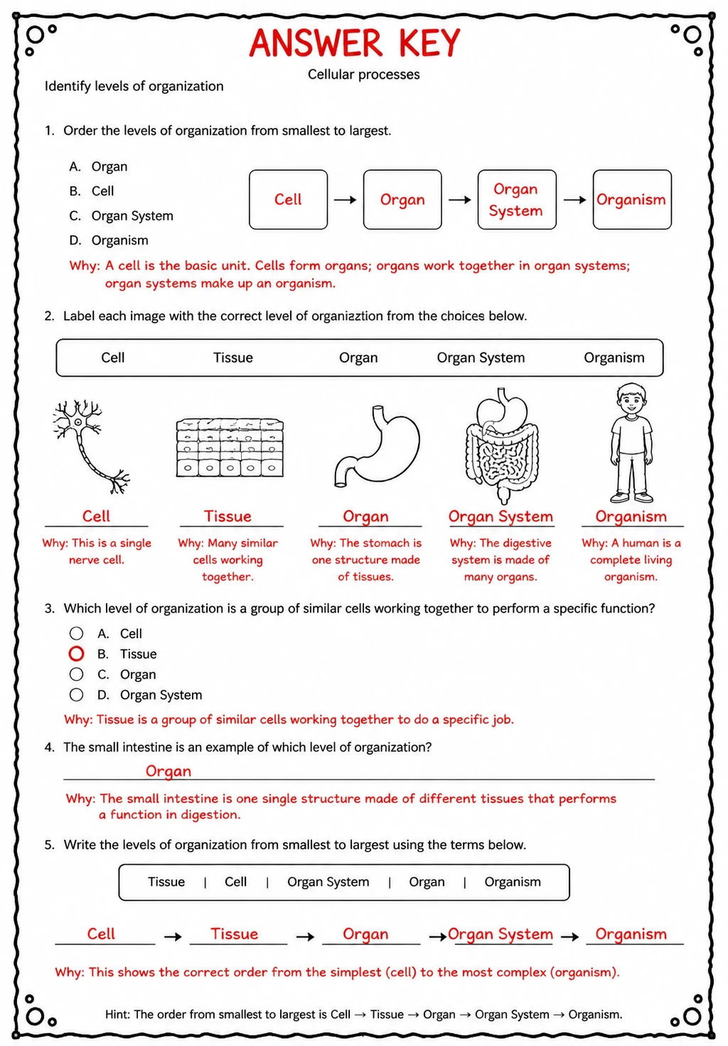 Answer key for Identify levels of organization — free printable Science worksheet