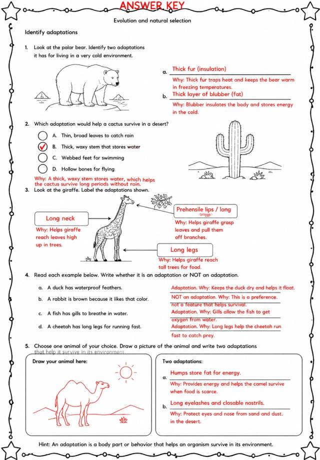 Answer key for Identify adaptations — free printable Science worksheet