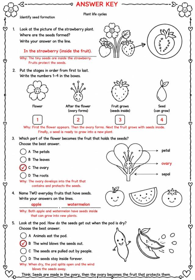 Answer key for Identify seed formation — free printable Science worksheet