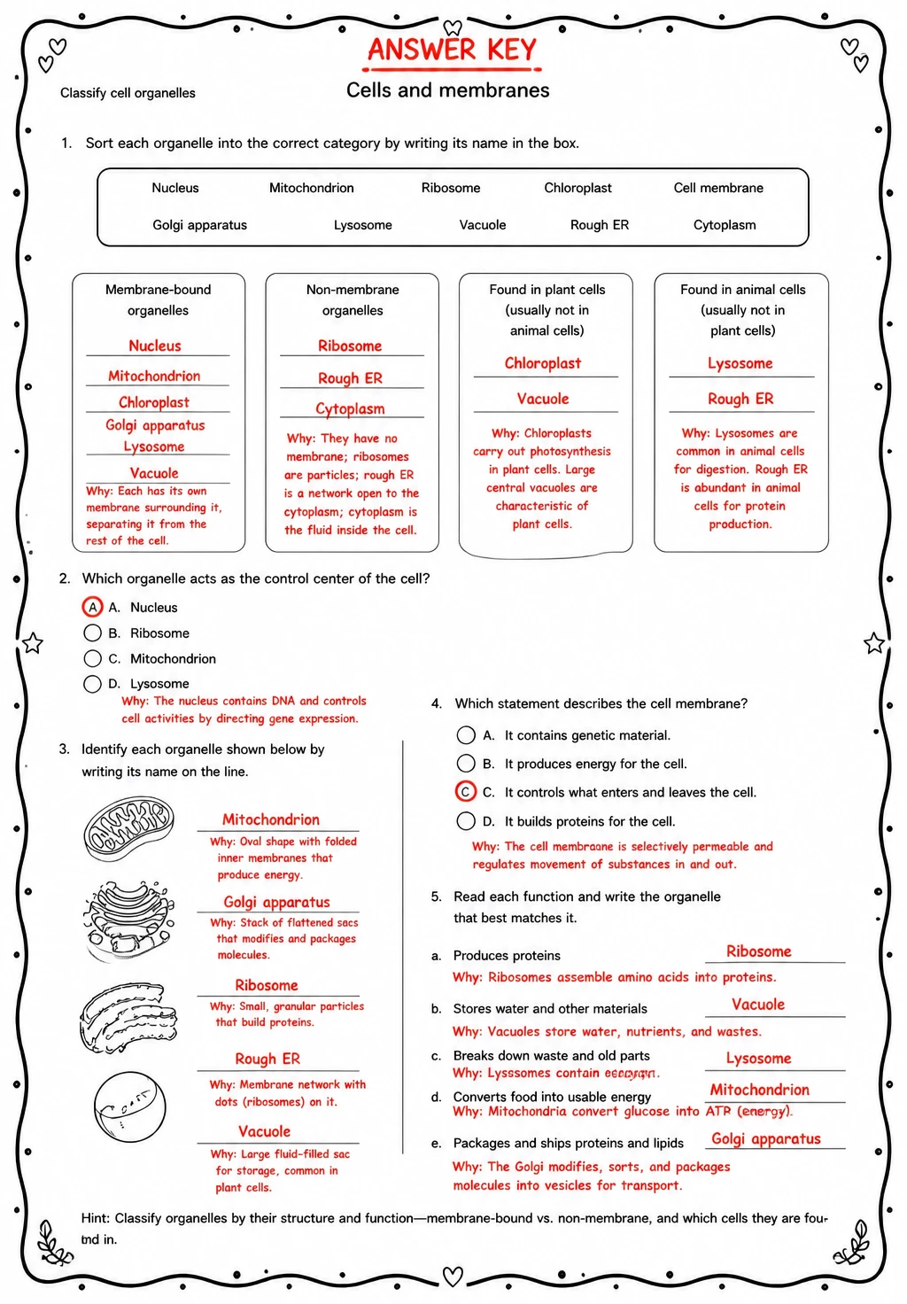 Answer key for Classify cell organelles — free printable Science worksheet