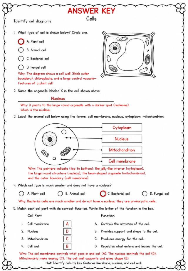 Answer key for Identify cell diagrams — free printable Science worksheet