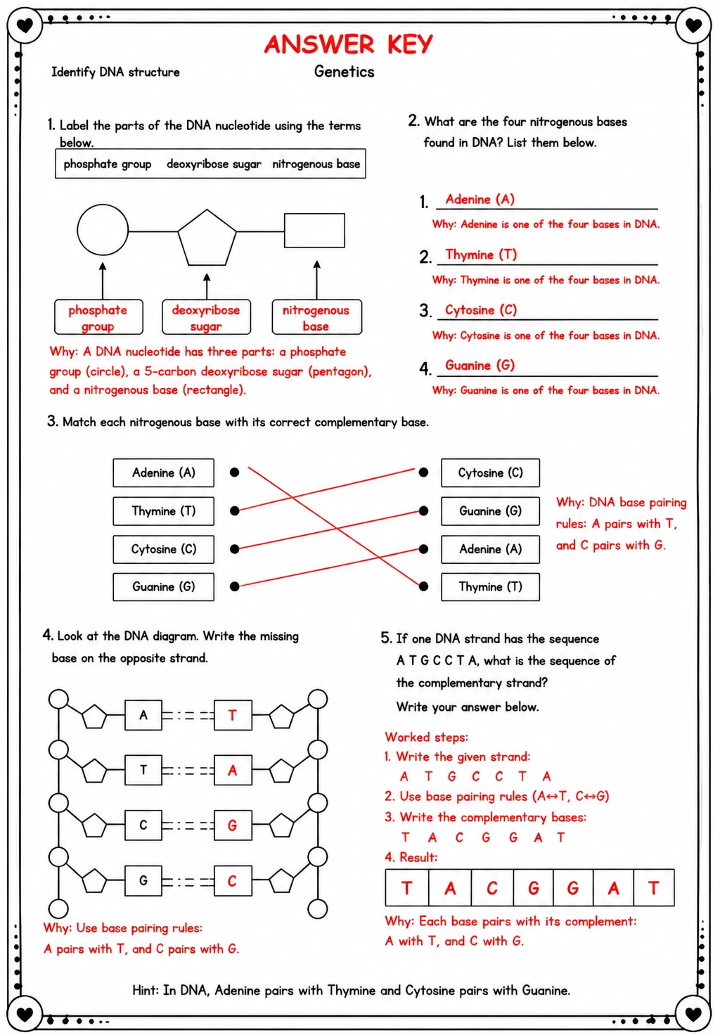 Answer key for Identify DNA structure — free printable Science worksheet