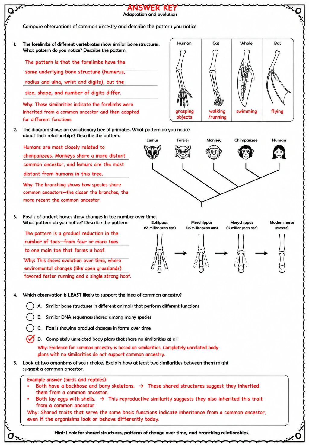 Answer key for Compare observations of common ancestry and describe the pattern you notice — free printable Science worksheet