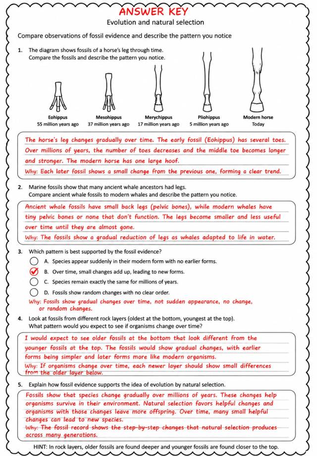 Answer key for Compare observations of fossil evidence and describe the pattern you notice — free printable Science worksheet