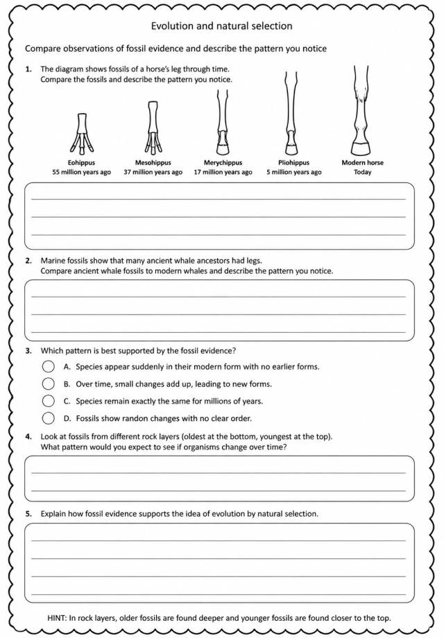 Compare observations of fossil evidence and describe the pattern you notice — free printable Middle School Science worksheet