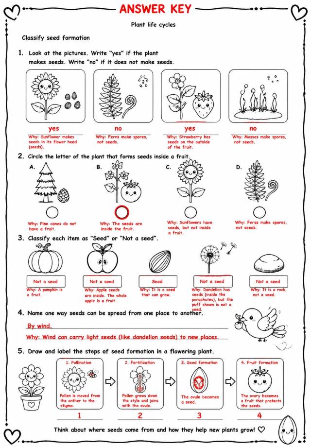 Answer key for Classify seed formation — free printable Science worksheet
