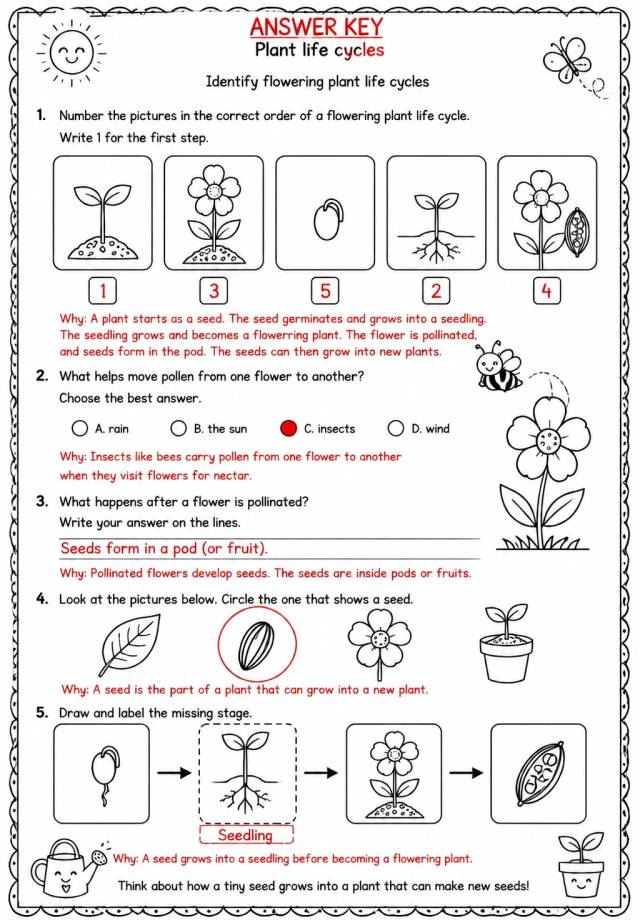 Answer key for Identify flowering plant life cycles — free printable Science worksheet