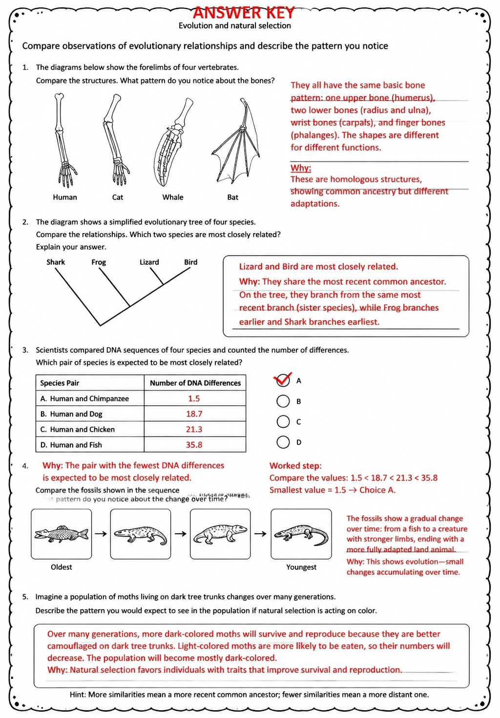 Answer key for Compare observations of evolutionary relationships and describe the pattern you notice — free printable Science worksheet