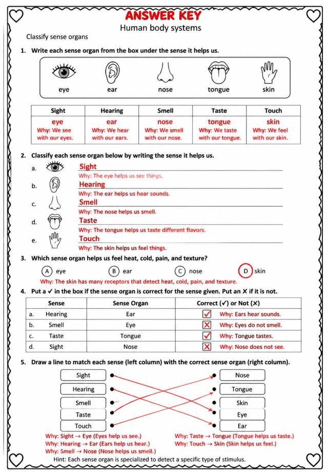 Answer key for Classify sense organs — free printable Science worksheet