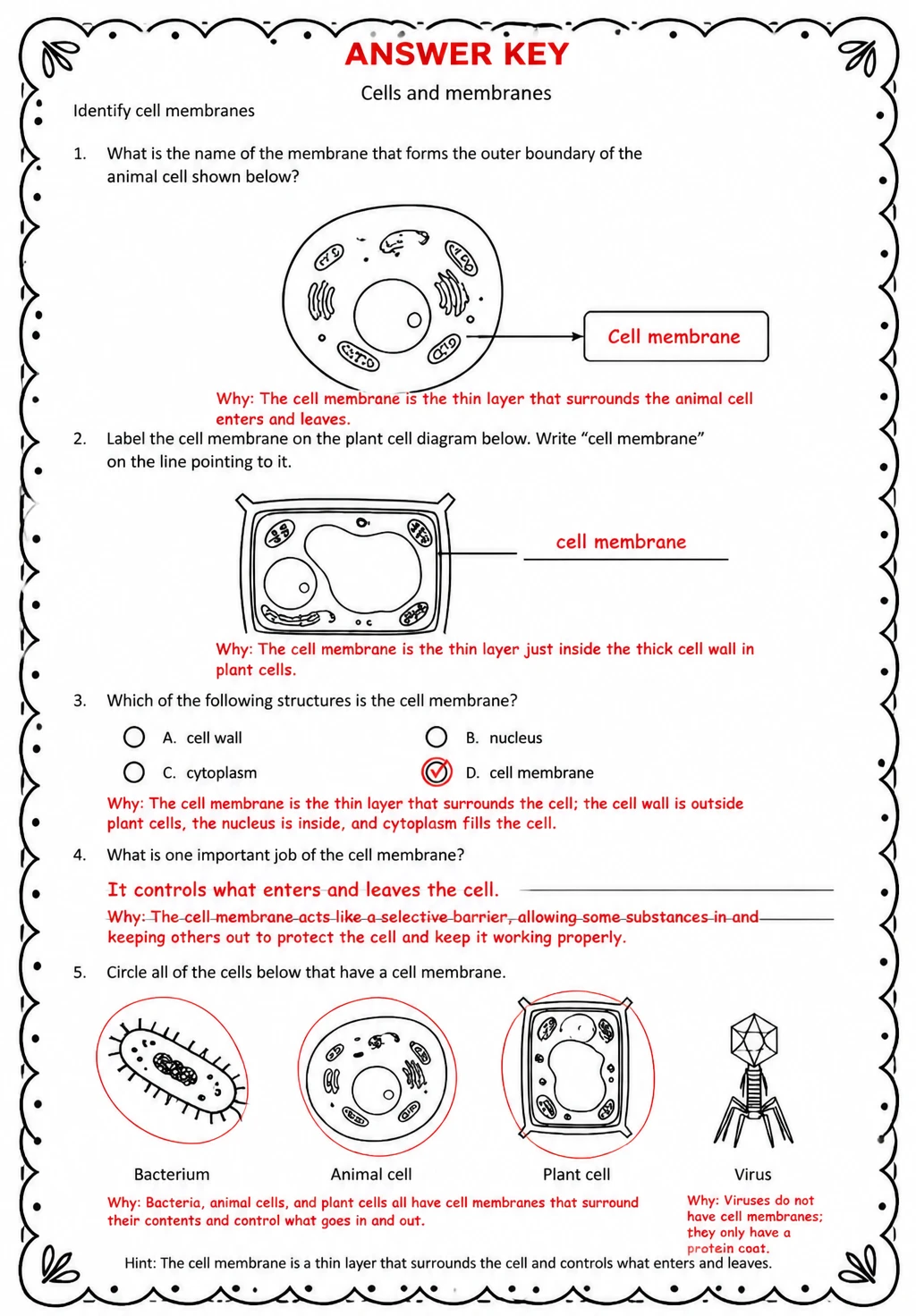 Answer key for Identify cell membranes — free printable Science worksheet