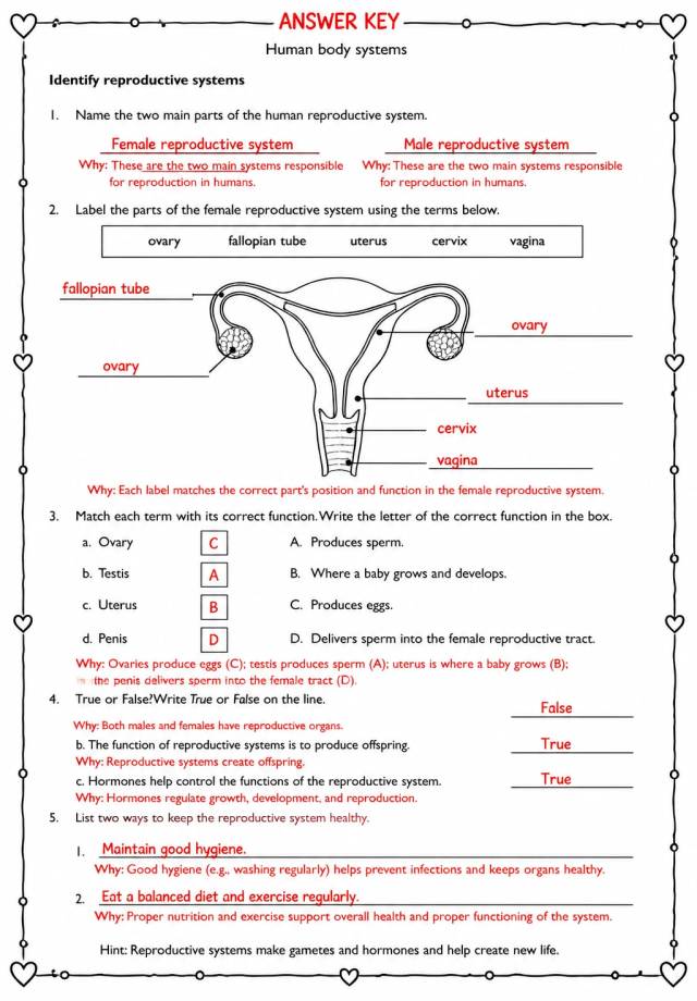 Answer key for Identify reproductive systems — free printable Science worksheet