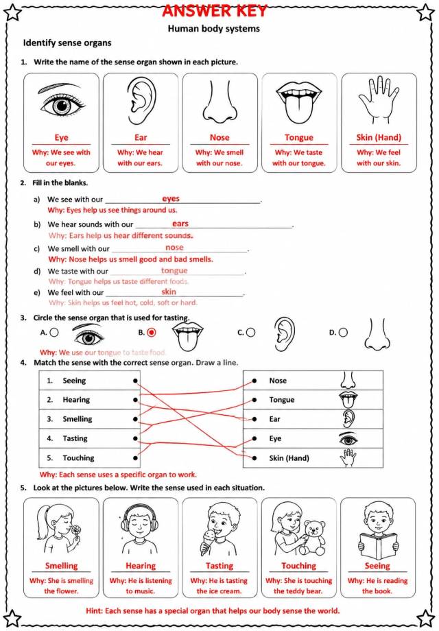 Answer key for Identify sense organs — free printable Science worksheet