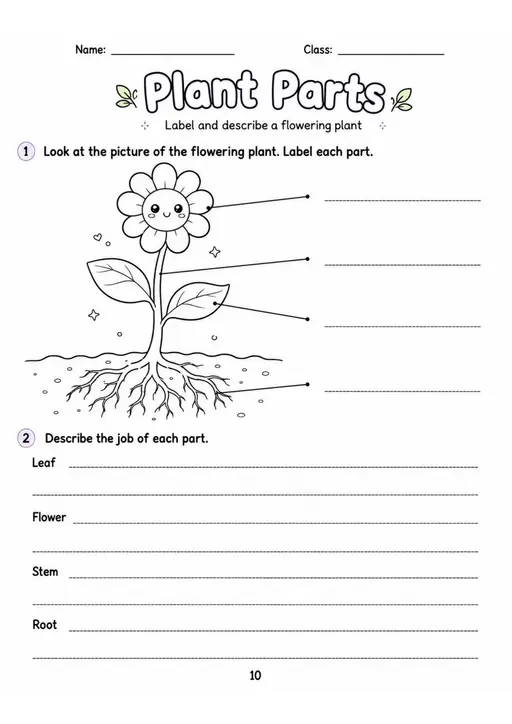 Plant Parts - Grade 3 Science Worksheet