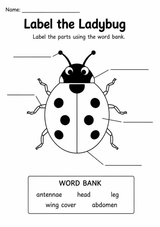 Label the Ladybug — Grade 1